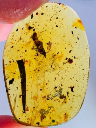 6.  85g Big Unknown Larva&leaf Burmite Myanmar Amber Insect Fossil Dinosaur Age