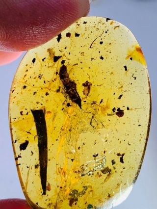 6.  85g big unknown larva&leaf Burmite Myanmar Amber insect fossil dinosaur age 2