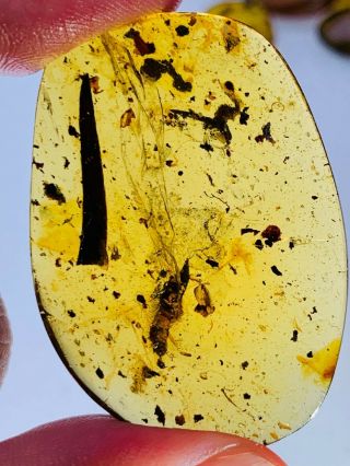 6.  85g big unknown larva&leaf Burmite Myanmar Amber insect fossil dinosaur age 3
