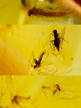 Polyxenida Millipede&mosquito Burmite Myanmar Amber Insect Fossil Dinosaur Age