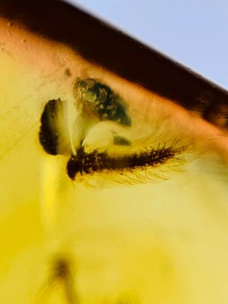 Polyxenida millipede&mosquito Burmite Myanmar Amber insect fossil dinosaur age 2