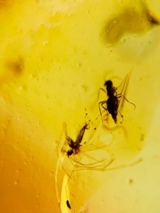 Polyxenida millipede&mosquito Burmite Myanmar Amber insect fossil dinosaur age 3
