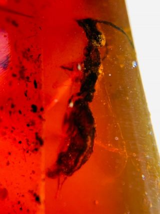 unknown bug&Diptera fly Burmite Myanmar Burma Amber insect fossil dinosaur age 2