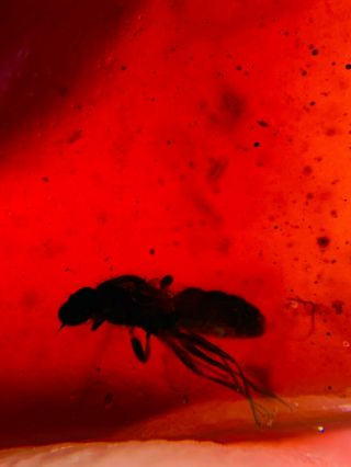 Diptera Fly In Red Blood Amber Burmite Myanmar Amber Insect Fossil Dinosaur Age