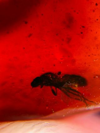 Diptera fly in red blood amber Burmite Myanmar Amber insect fossil dinosaur age 2
