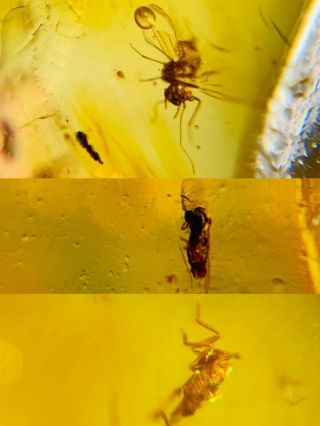 Barklice&cicada&fly Burmite Myanmar Burmese Amber Insect Fossil Dinosaur Age