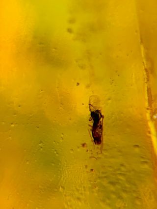 barklice&cicada&fly Burmite Myanmar Burmese Amber insect fossil dinosaur age 3