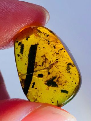 1.  6g Cricket&mosquito Fly Burmite Myanmar Burma Amber Insect Fossil Dinosaur Age