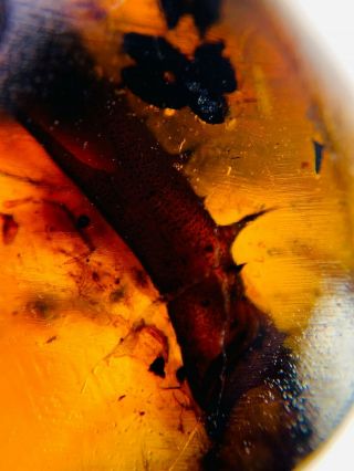 Thorny Unknown Item Burmite Myanmar Burmese Amber Insect Fossil Dinosaur Age