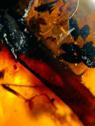 thorny unknown item Burmite Myanmar Burmese Amber insect fossil dinosaur age 3