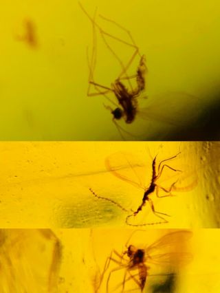 Mosquito Fly&scale Insect Burmite Myanmar Burma Amber Insect Fossil Dinosaur Age