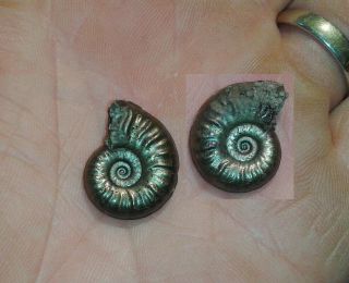 French Pyrite Ammonite - - Maconiceras - - Jurassic