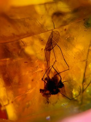 Scorpion fly&Diptera Burmite Myanmar Burmese Amber insect fossil dinosaur age 2