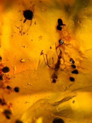 Scorpion fly&Diptera Burmite Myanmar Burmese Amber insect fossil dinosaur age 3