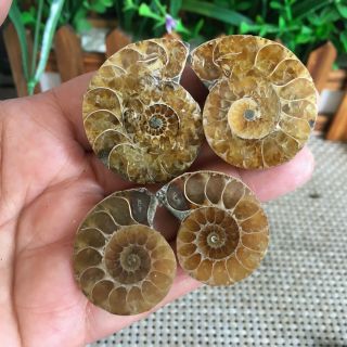 45g 2pairs of small Split Ammonite Specimen Shell Healing Madagascar ps2031 2