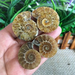 45g 2pairs of small Split Ammonite Specimen Shell Healing Madagascar ps2031 3