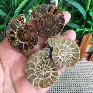 54g 2pairs of small Split Ammonite Specimen Shell Healing Madagascar ps2027 2