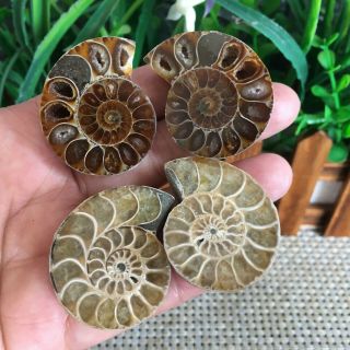 54g 2pairs of small Split Ammonite Specimen Shell Healing Madagascar ps2027 3