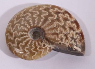 Madagascar Polished Sutured Ammonite display specimen 1.  98 oz 2