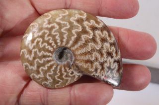 Madagascar Polished Sutured Ammonite display specimen 1.  98 oz 3