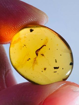 1.  32g Coleoptera beetle larva Burmite Myanmar Amber insect fossil dinosaur age 2