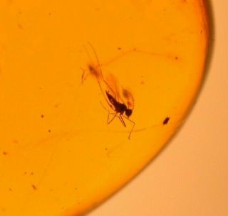 Gall Gnat with Spider Webbing in Authentic Dominican Amber Fossil Gemstone 2