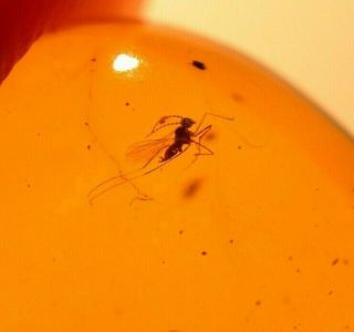 Gall Gnat with Spider Webbing in Authentic Dominican Amber Fossil Gemstone 3