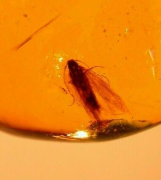 Moth With Fly In Authentic Dominican Amber Fossil Gemstone