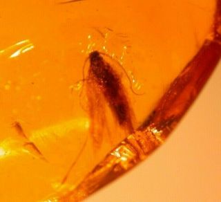 Moth with Fly in Authentic Dominican Amber Fossil Gemstone 2