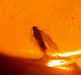 Moth with Fly in Authentic Dominican Amber Fossil Gemstone 3