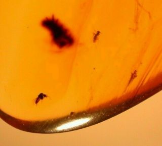 8 Flies in Burmite Burmese Amber Fossil Gemstone Dinosaur Age 2