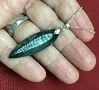 400 Million Year Old Orthoceras Fossil Pendant,  Hand Crafted (1 - 3/4 " Long) 7731