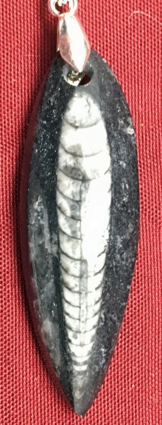 400 Million Year Old ORTHOCERAS FOSSIL PENDANT,  Hand Crafted (1 - 3/4 