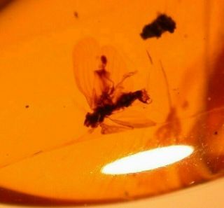 Homopteran with Large Open Wings in Burmese Amber Fossil Gem Dinosaur Age 2