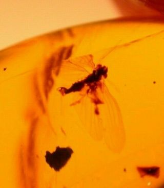 Homopteran with Large Open Wings in Burmese Amber Fossil Gem Dinosaur Age 3