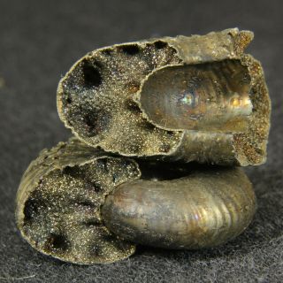 1in/2.  6cm Wow In 2 Parts Pyritized Ammonite Funiferites Jurassic Russian Fossil