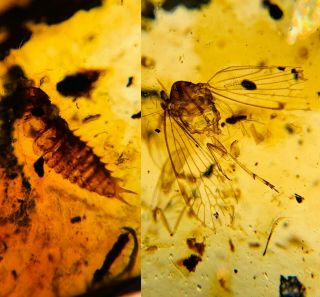 Beetle Larva&unknown Fly Burmite Myanmar Burma Amber Insect Fossil Dinosaur Age