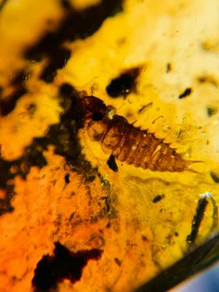 beetle larva&unknown fly Burmite Myanmar Burma Amber insect fossil dinosaur age 2