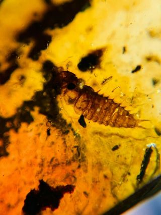 beetle larva&unknown fly Burmite Myanmar Burma Amber insect fossil dinosaur age 3