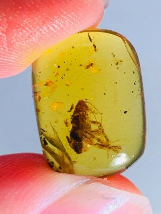 1.  16g unique roach larva Burmite Myanmar Burma Amber insect fossil dinosaur age 2
