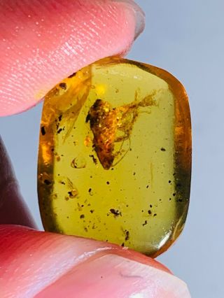 1.  16g unique roach larva Burmite Myanmar Burma Amber insect fossil dinosaur age 3