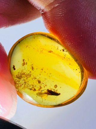 1.  65g Trichoptera phryganeid Burmite Myanmar Amber insect fossil dinosaur age 2