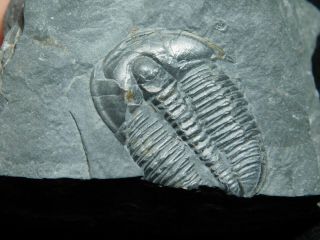 A 100 Natural Cambrian Era Elrathia Trilobite Fossil From Utah 104gr