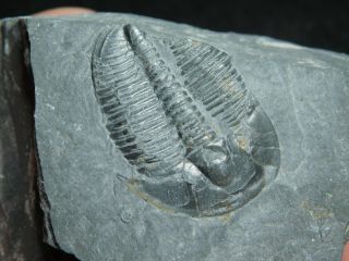 A 100 Natural Cambrian Era Elrathia Trilobite Fossil From Utah 104gr 3