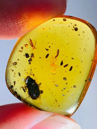 2.  8g roach&beetle larva&fly Burmite Myanmar Amber insect fossil dinosaur age 2