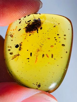 2.  8g roach&beetle larva&fly Burmite Myanmar Amber insect fossil dinosaur age 3