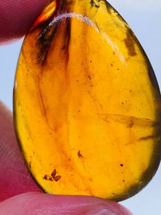 6.  82g Coleoptera beetle Burmite Myanmar Burmese Amber insect fossil dinosaur age 2
