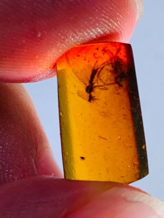 2 big Diptera fly bug Burmite Myanmar Burmese Amber insect fossil dinosaur age 3