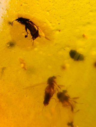 Beetle&diptera Fly Bugs Burmite Myanmar Burma Amber Insect Fossil Dinosaur Age