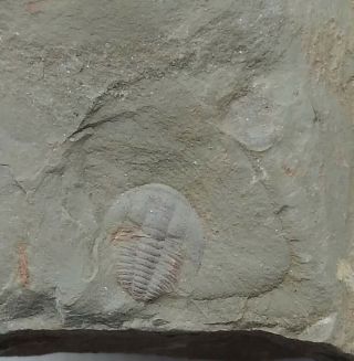 Fossils Trilobite Palaeolenus Douvillei,  Very Rare,  Interest,  Cool.  F1